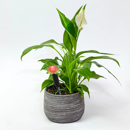 Standard Plant Alarm