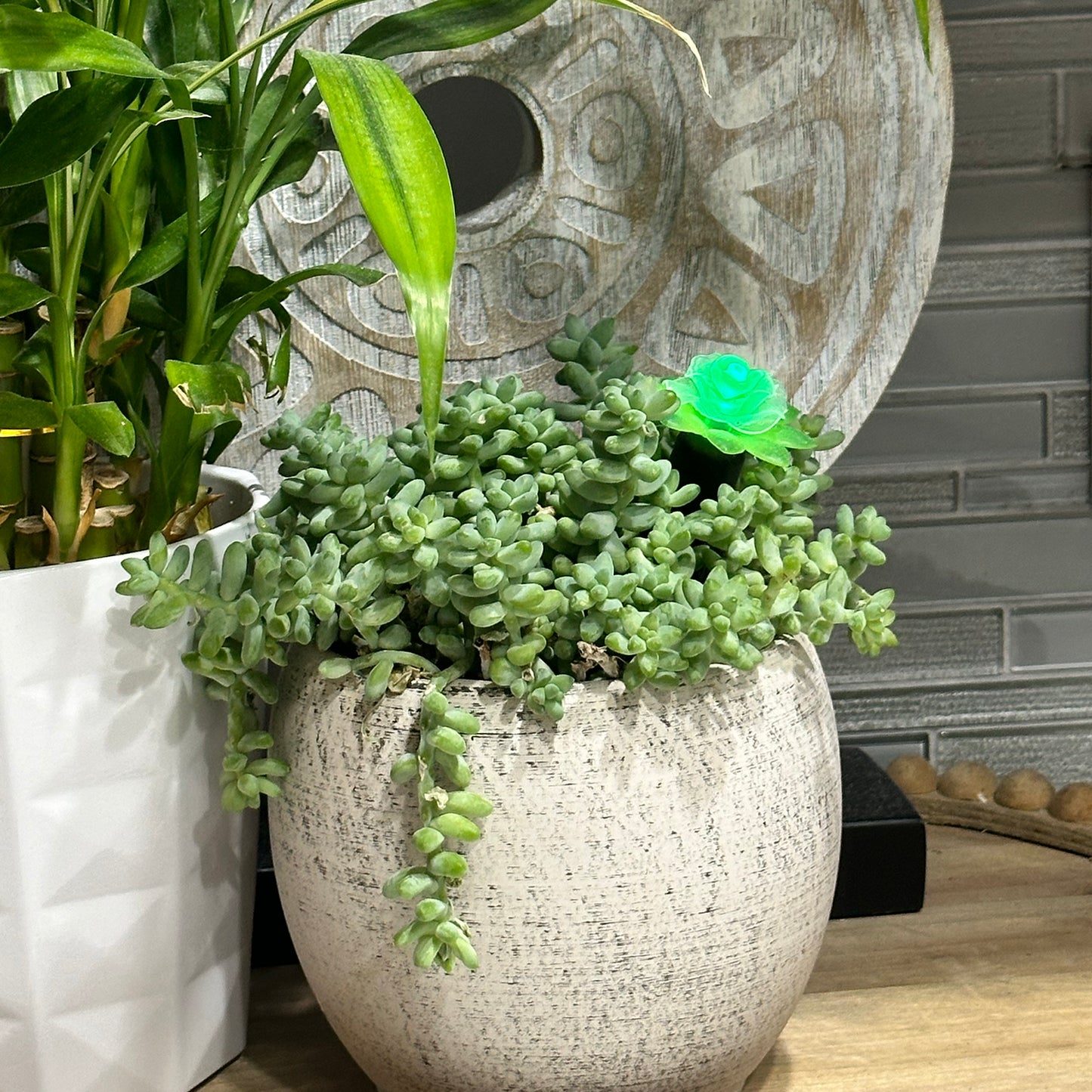 Plant Alarm Kit