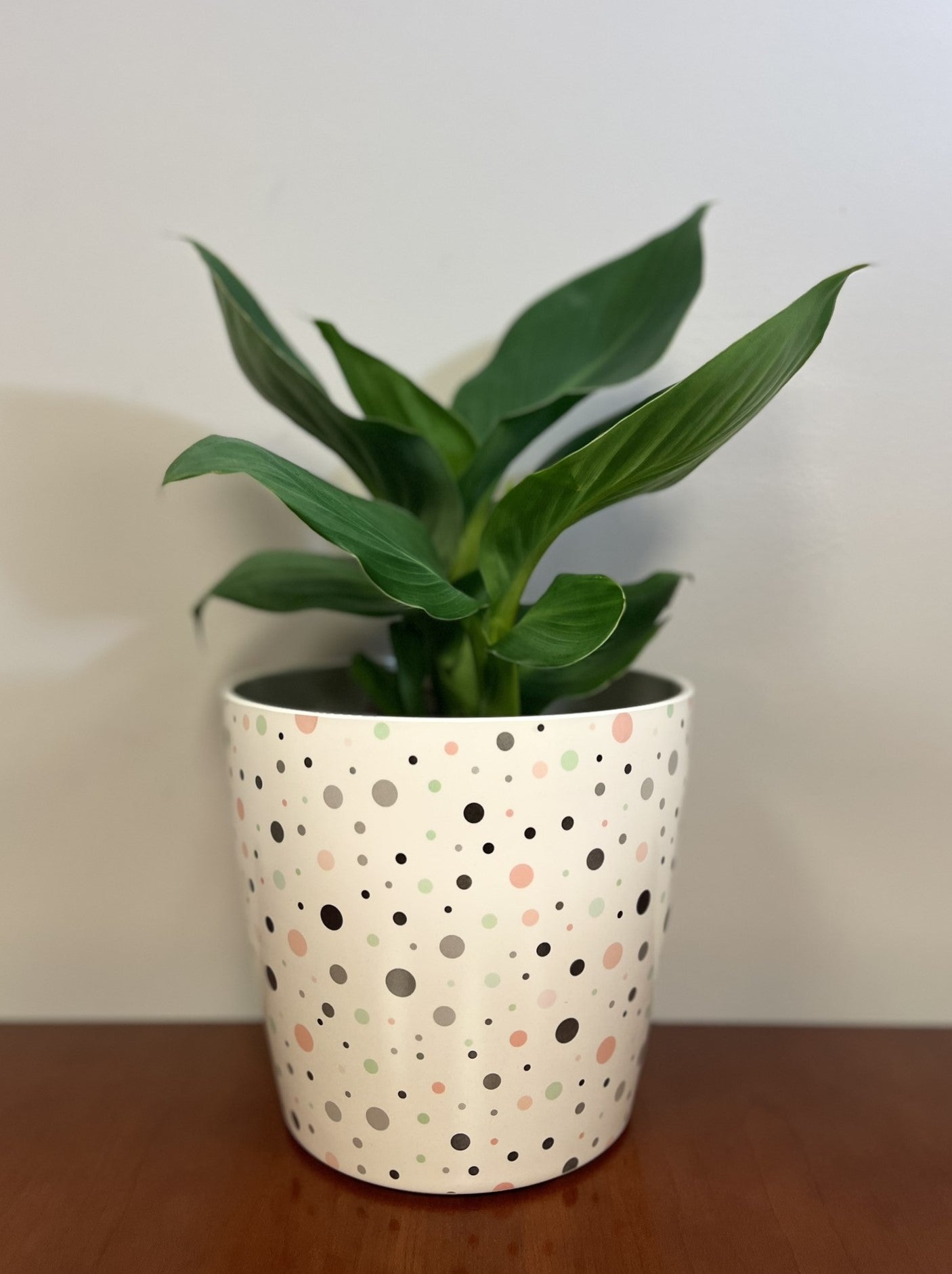 7" Dots Round Self-Watering Bamboo Pot