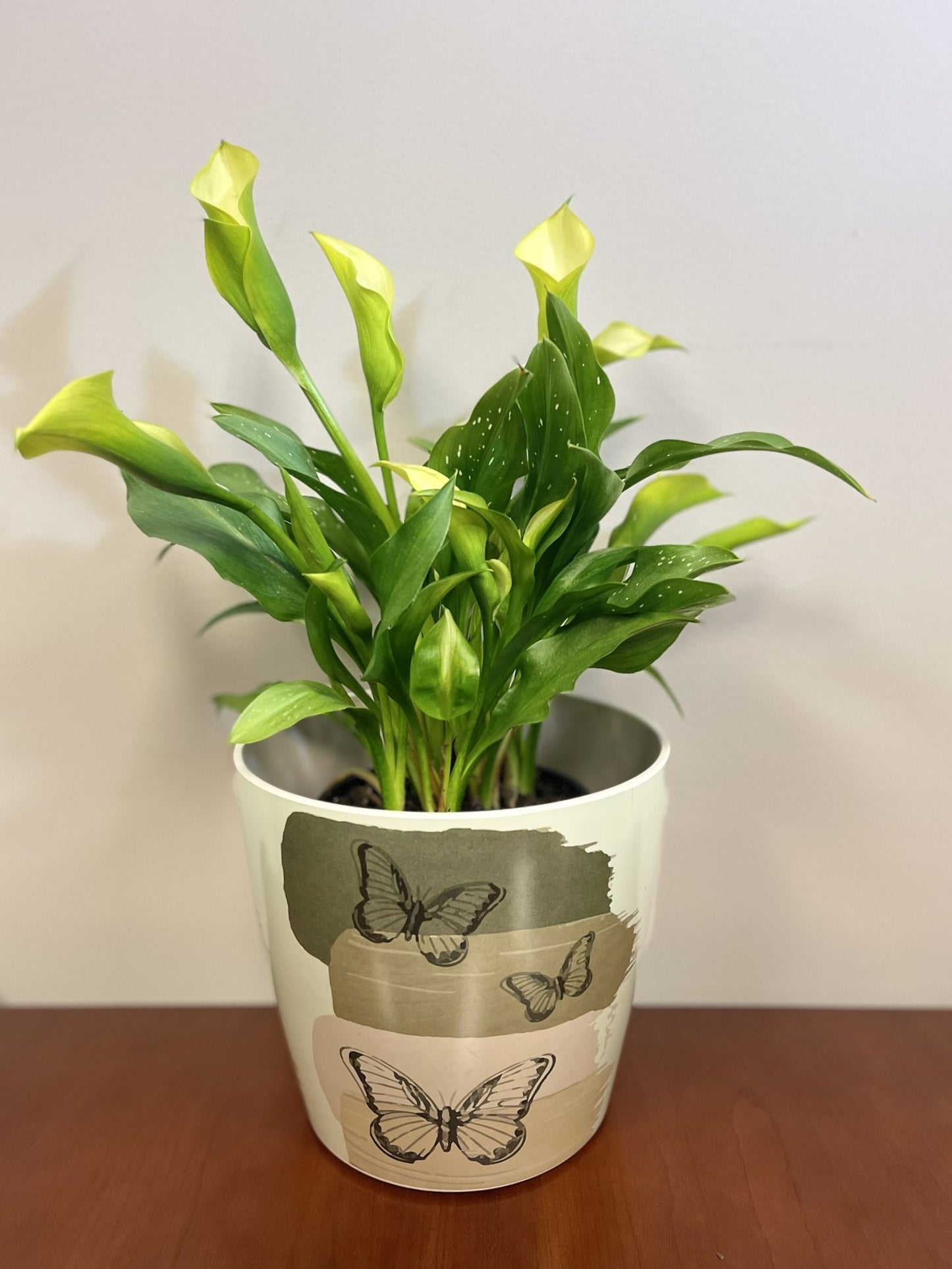 7" Butterfly Round Self-Watering Bamboo Pot