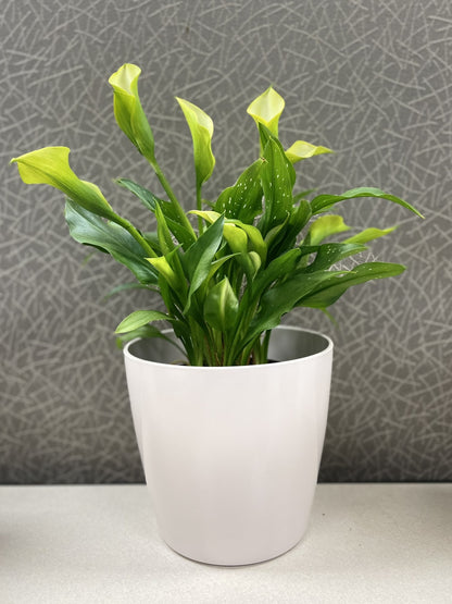 7" Cream Round Self-Watering Bamboo Pot