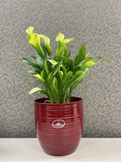 6.3" Red Ceramic Bergamo Pot