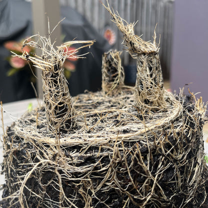 7" Dots Round Self-Watering Bamboo Pot