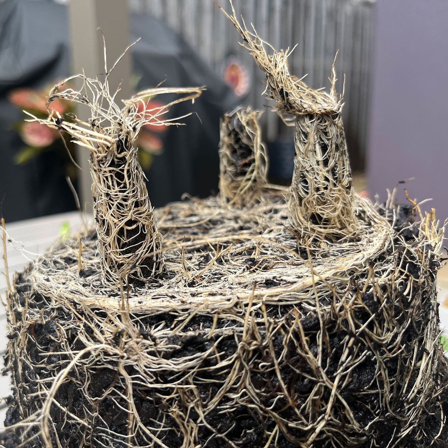 5" Pink FlowerRound Self-Watering Bamboo Pot