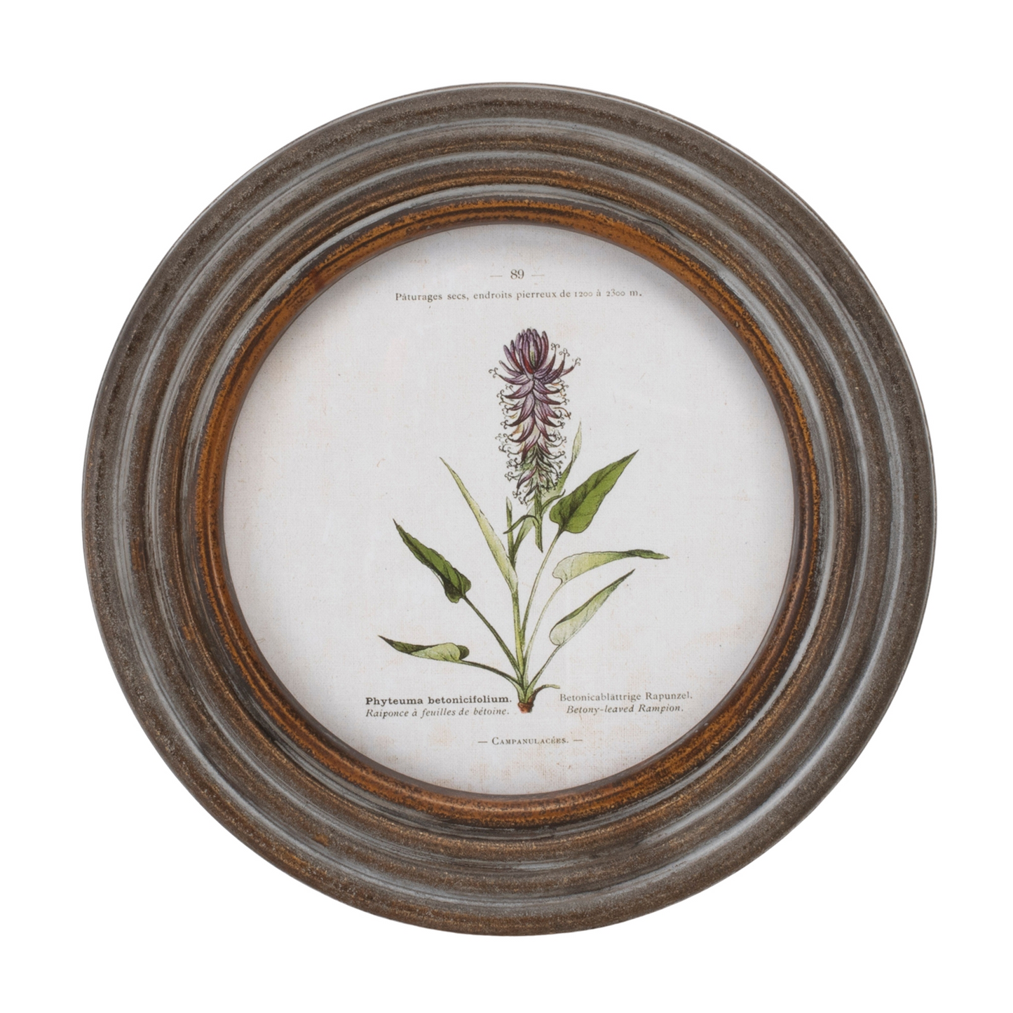 Round Framed Floral Print (Set of 6)
