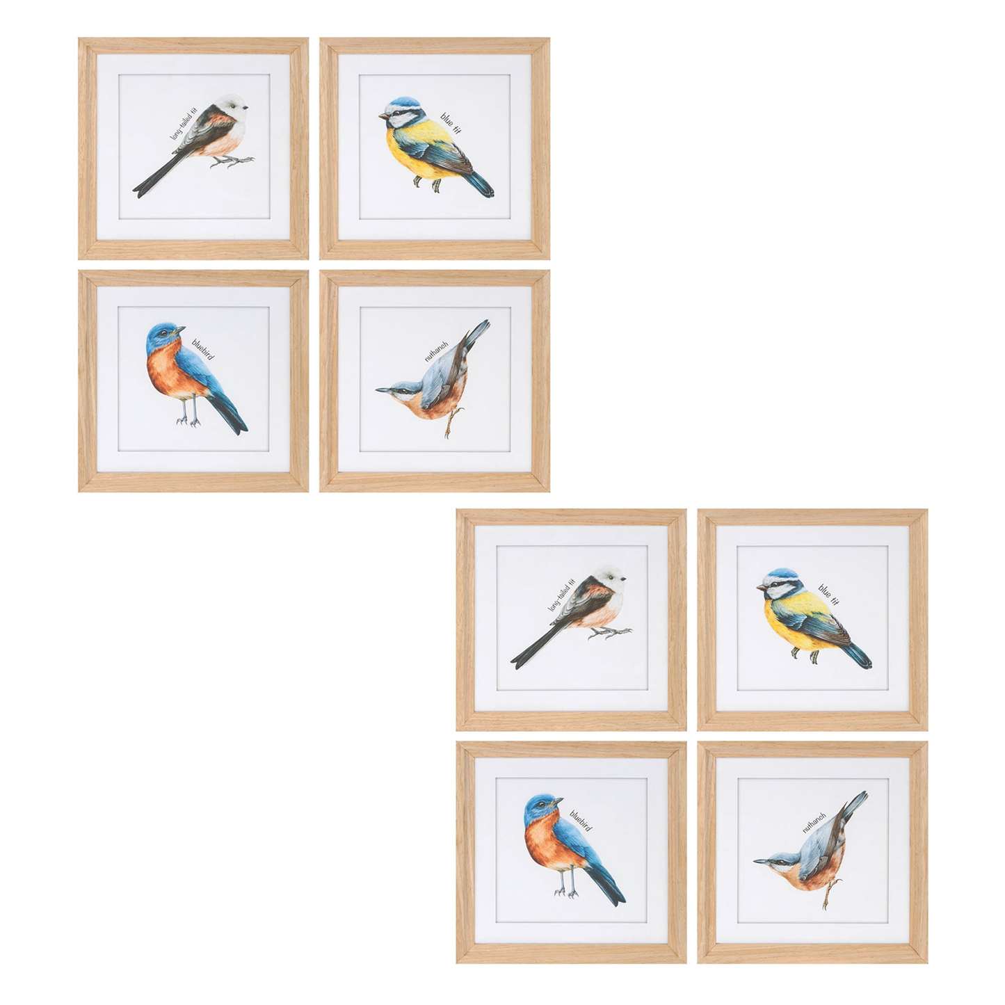 Framed Bird Print Under Glass (Set of 8)
