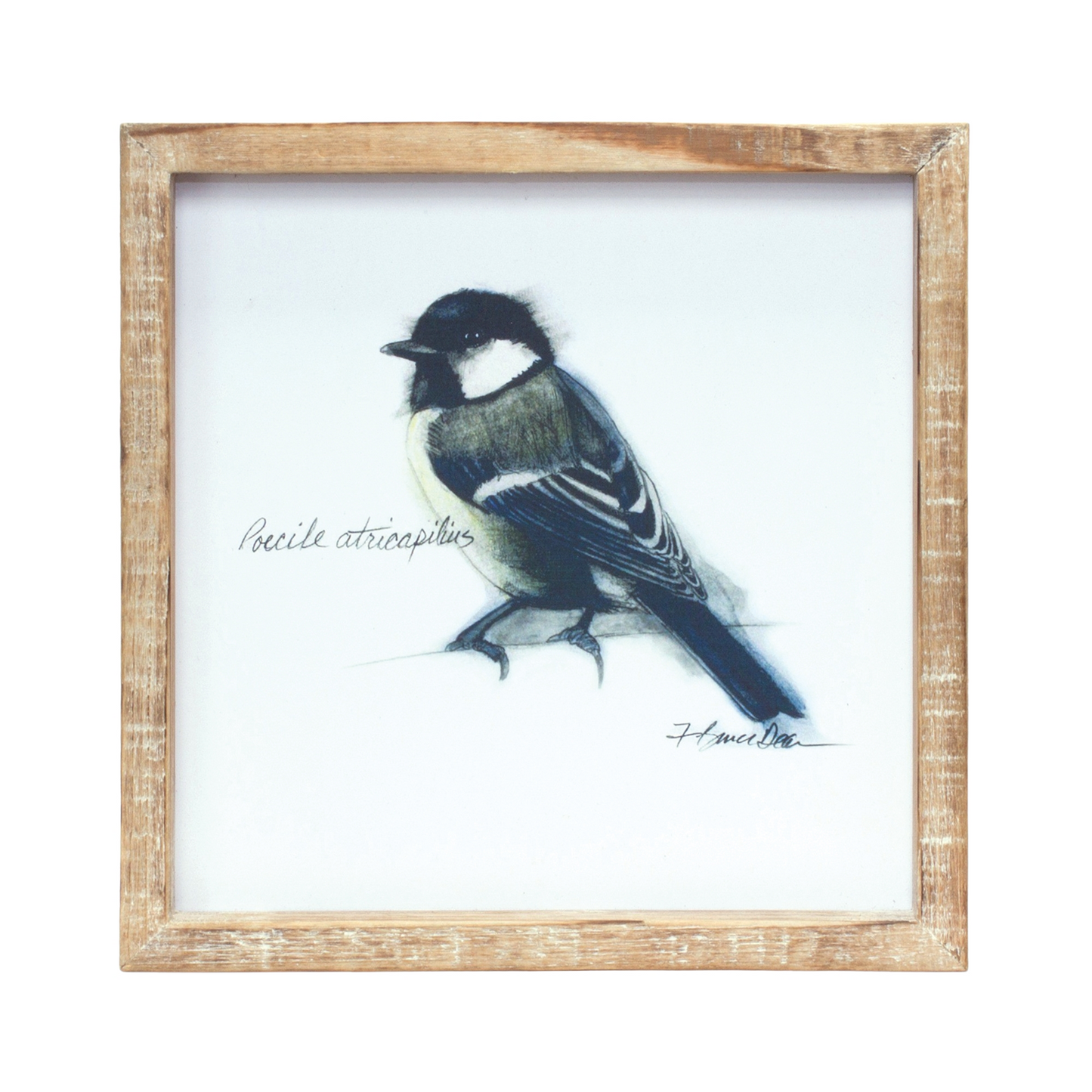 Framed Bird Print (Set of 4) 9.5”SQ MDF/Wood