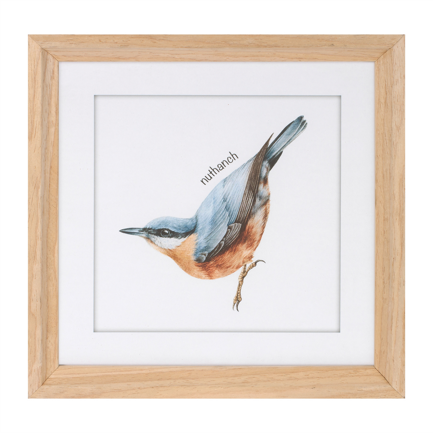 Framed Bird Print Under Glass (Set of 8)
