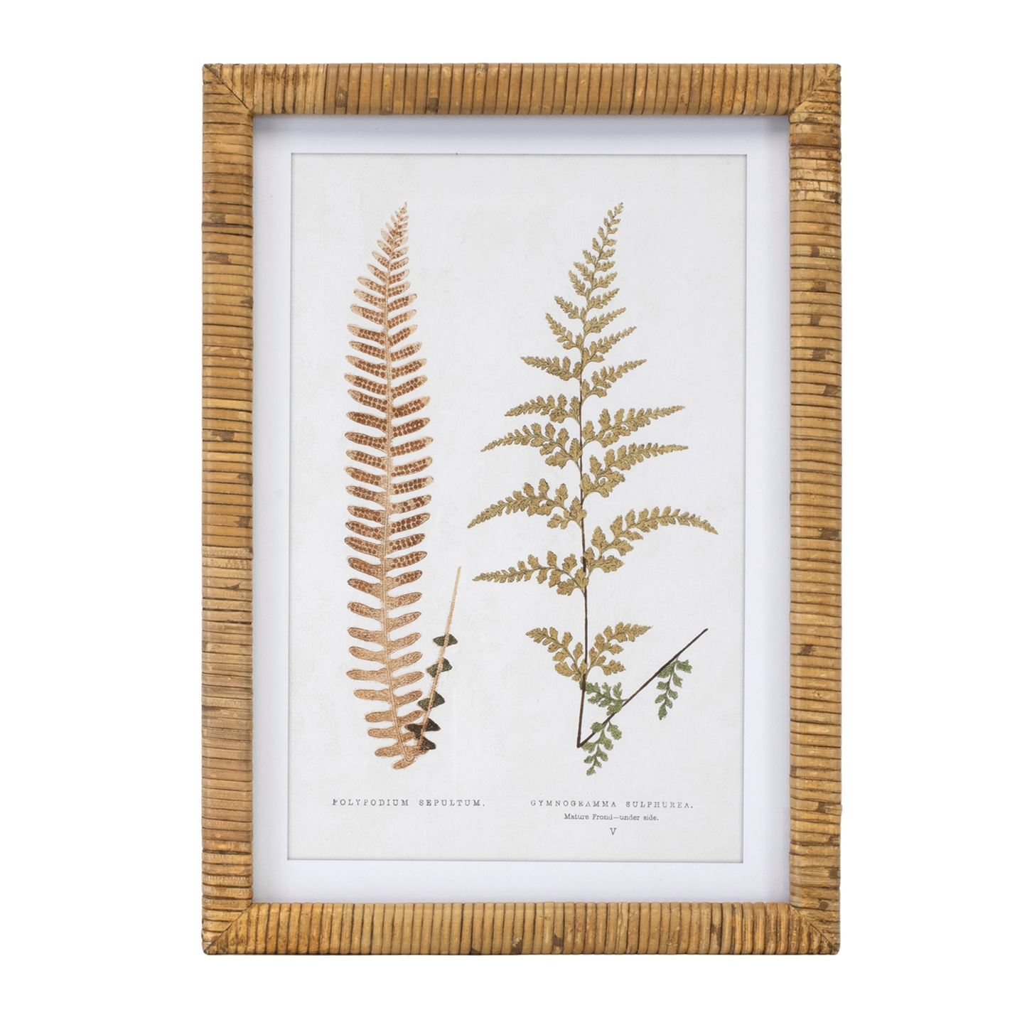 Wood Framed Fern Print (Set of 4)