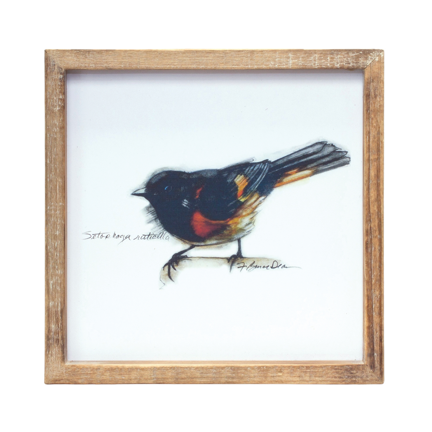 Framed Bird Print (Set of 4) 9.5”SQ MDF/Wood