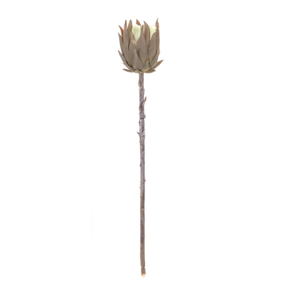 Beige Protea Stem (Set of 6)