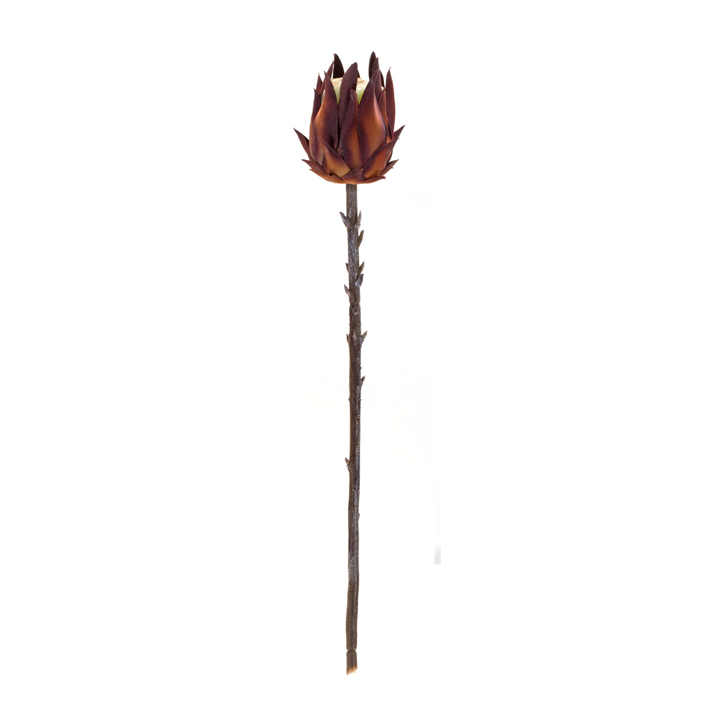 Burgandy Protea Stem (Set of 6)