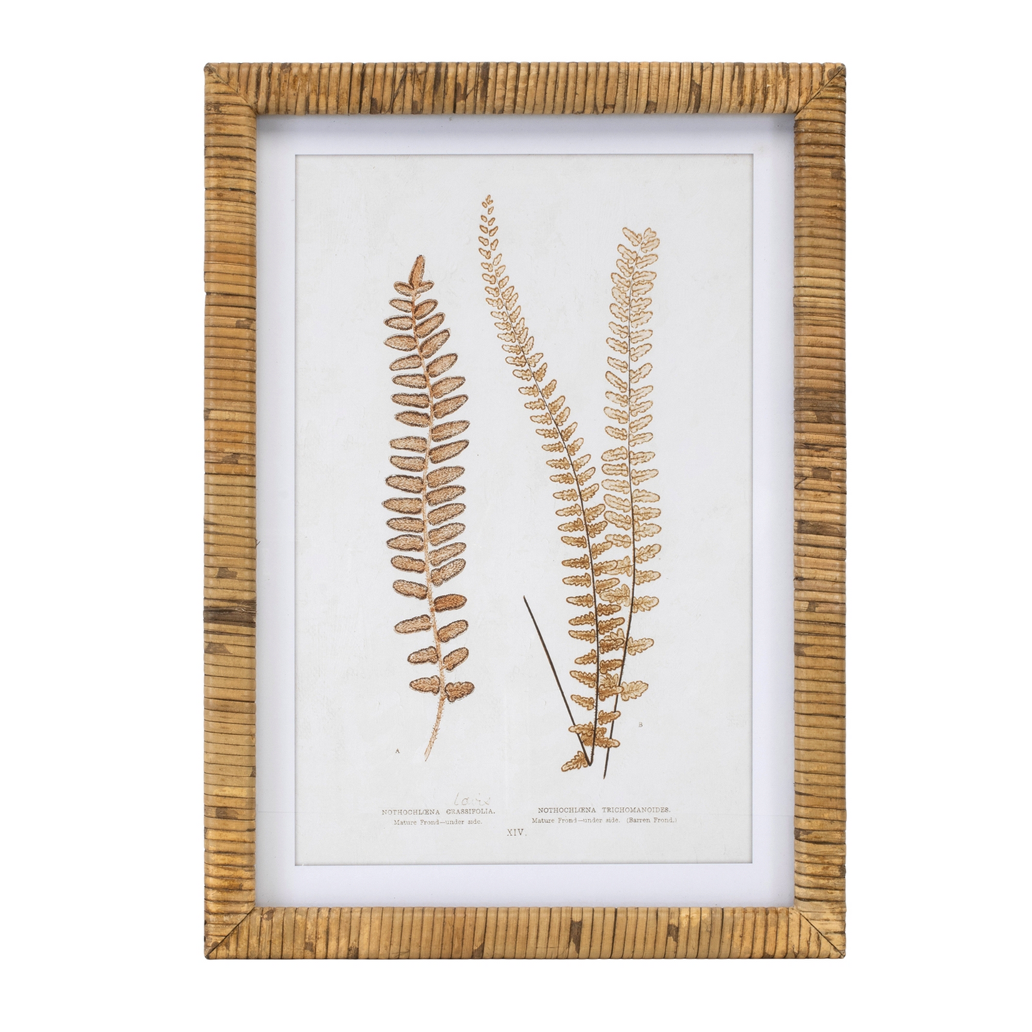 Wood Framed Fern Print (Set of 4)