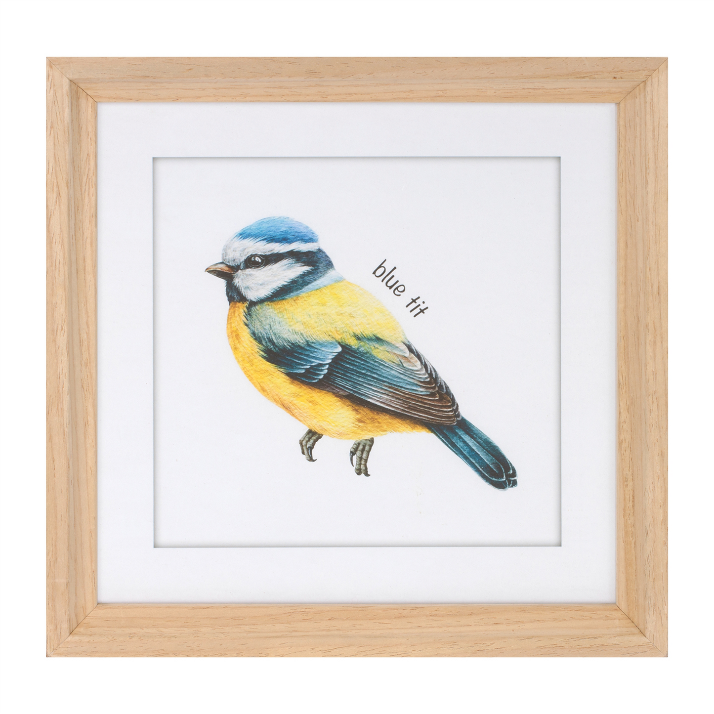 Framed Bird Print Under Glass (Set of 8)