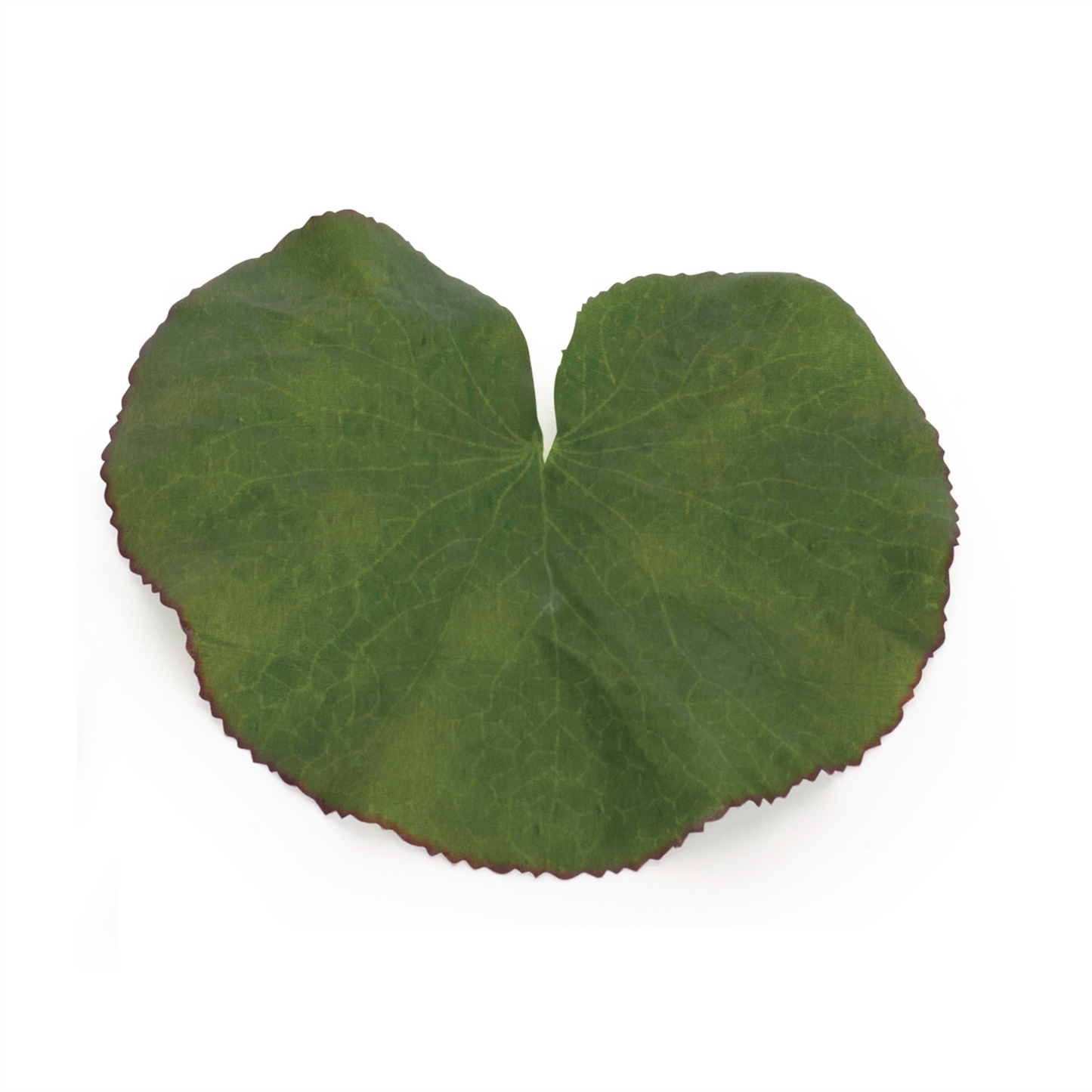 Assorted Bag of Leaves Filler (Set of 12)
