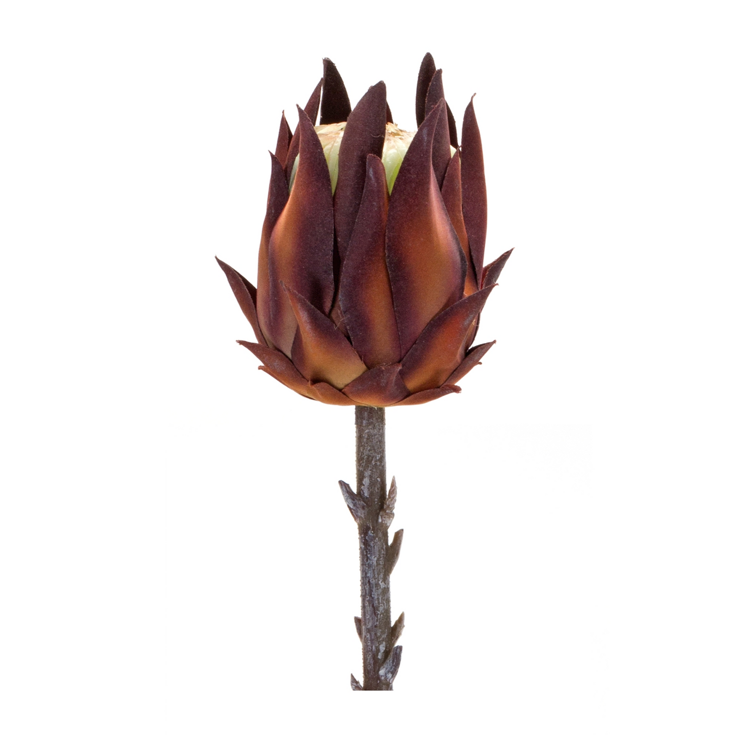 Burgandy Protea Stem (Set of 6)
