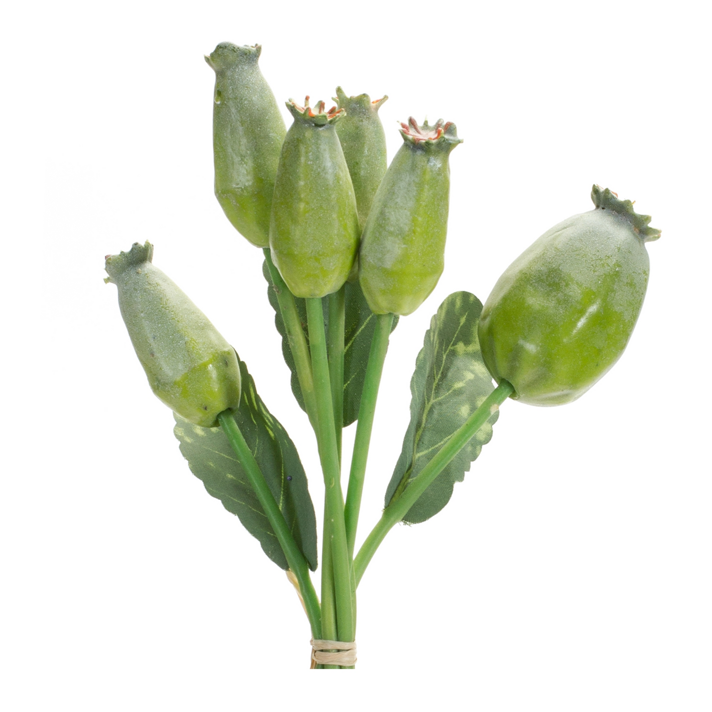 Green Poppy Pod Foliage Bundle (Set of 6)