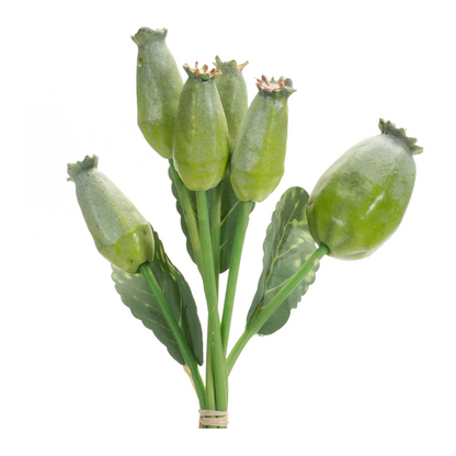 Green Poppy Pod Foliage Bundle (Set of 6)