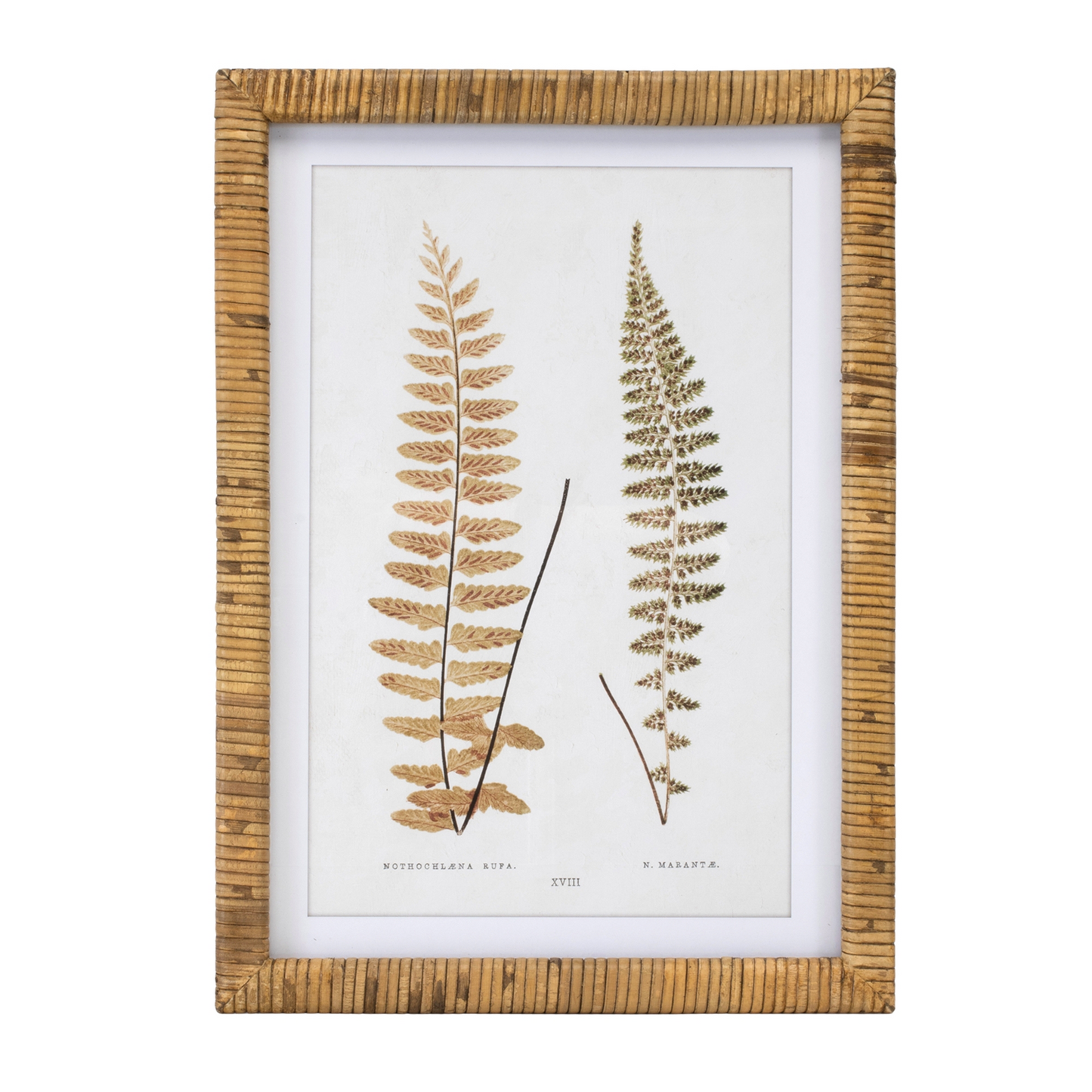 Wood Framed Fern Print (Set of 4)