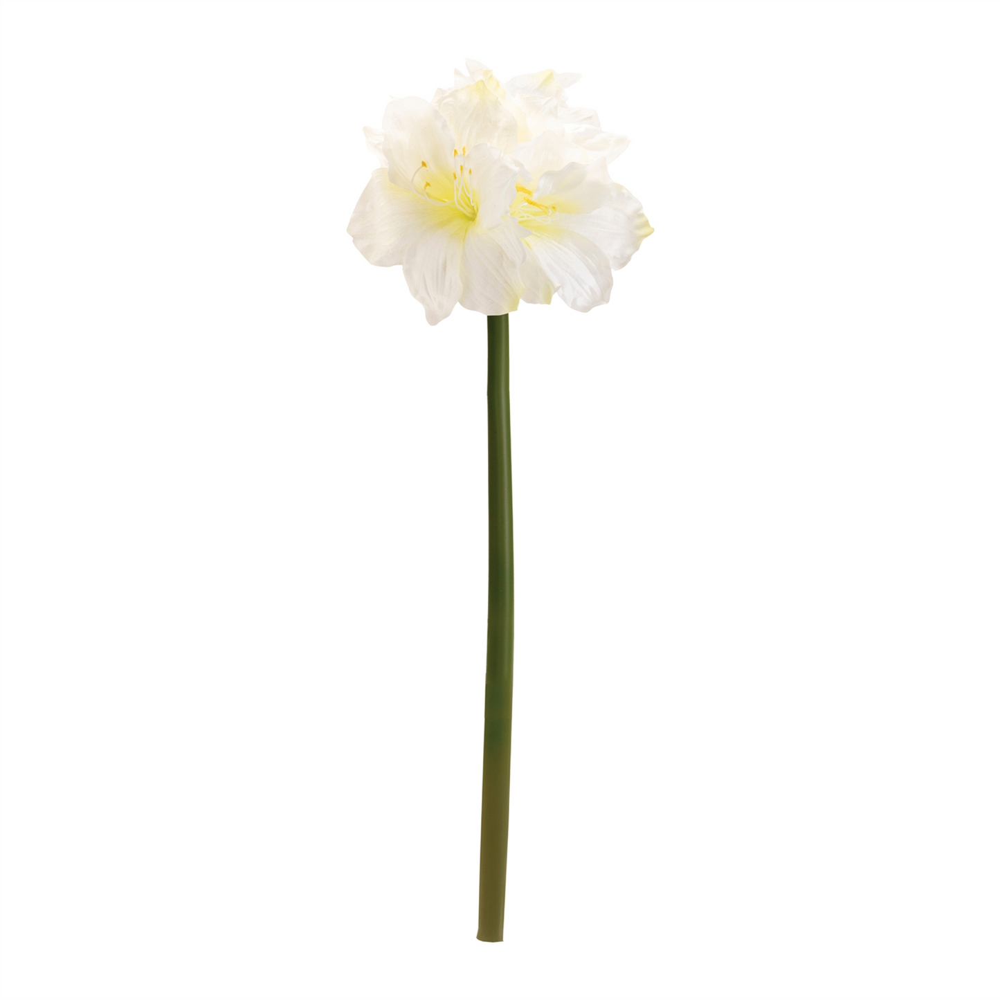 Amaryllis Elegance – Set of 6