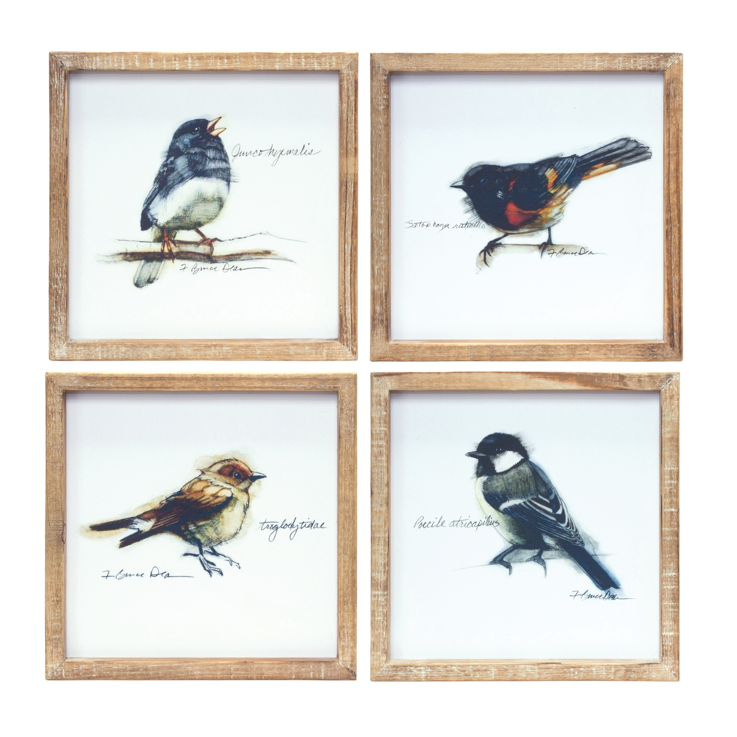 Framed Bird Print (Set of 4) 9.5”SQ MDF/Wood