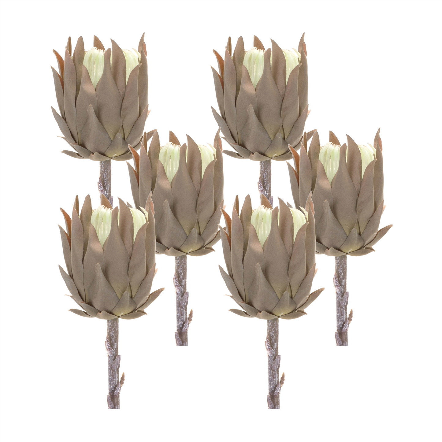Beige Protea Stem (Set of 6)