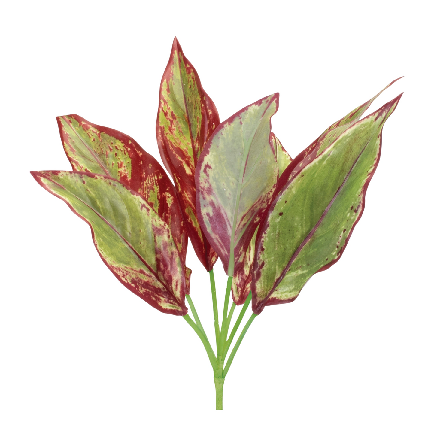 Variegated Foliage Plant (Set of 6)