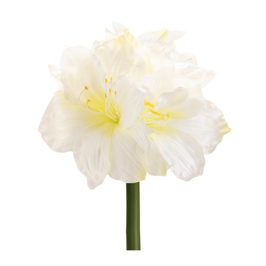 Amaryllis Elegance – Set of 6