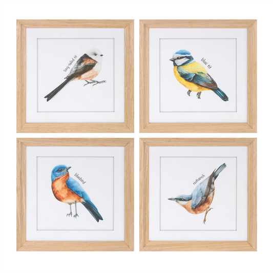 Framed Bird Print Under Glass (Set of 8)