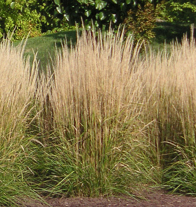 Grass-Calamagrostis x a. 'Karl Foerster'