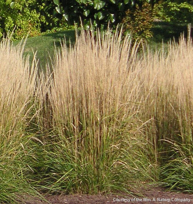 Grass-Calamagrostis x a. 'Karl Foerster'