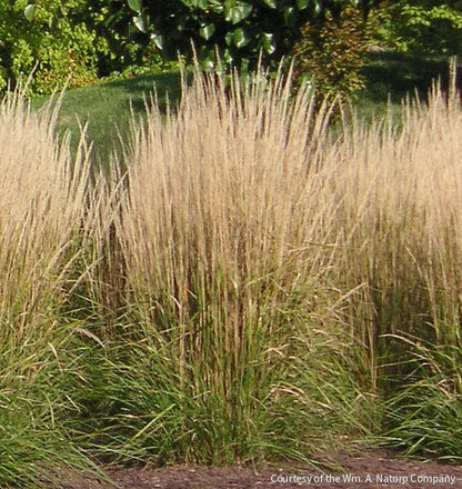 Grass-Calamagrostis x a. 'Karl Foerster'