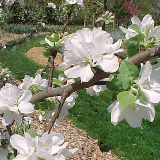 Liberty Apple (Malus 'Fruit Liberty') - 7 gallon 60"
