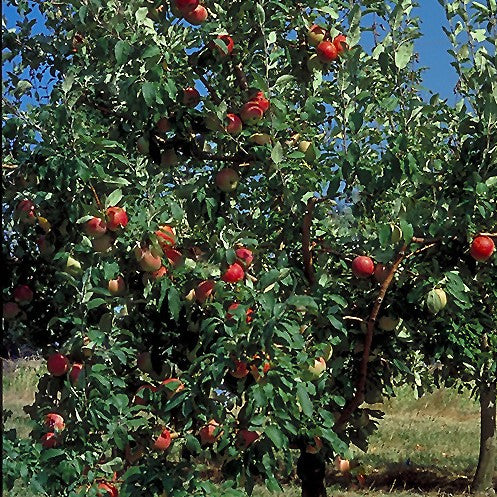 Zestar! Apple (Malus 'Fruit Zestar') - 7 gallon 60"