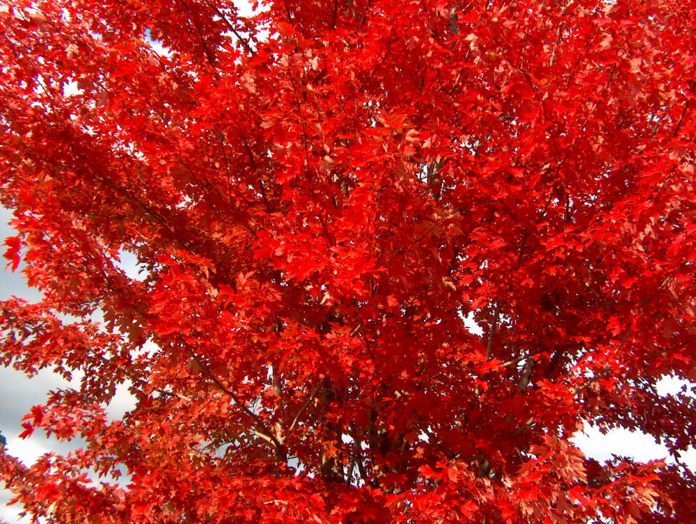 Autumn Blaze® Red Maple (Acer x freemanii 'Jeffersred') - 3 gallon 48"