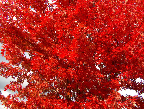 Autumn Blaze® Red Maple (Acer x freemanii 'Jeffersred') - 3 gallon 48"