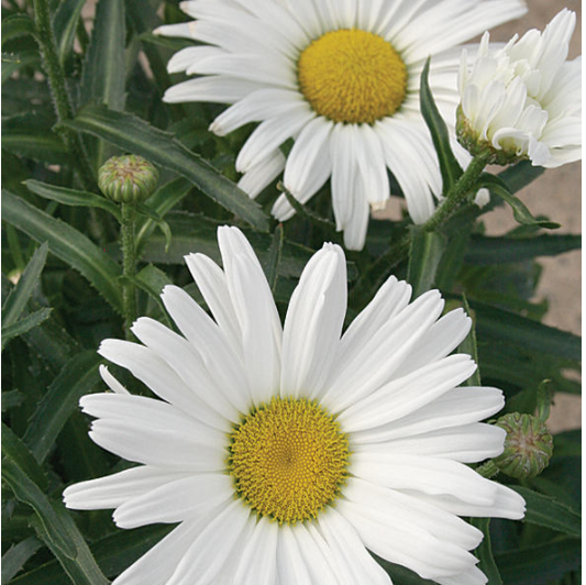 Amazing Daisies® Daisy May® Shasta Daisy (Leucanthemum x superbum 'Daisy May') - 1 gallon