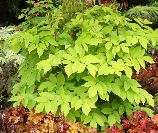Golden Japanese Spikenard (Aralia cordata 'Sun King') - 1 gallon