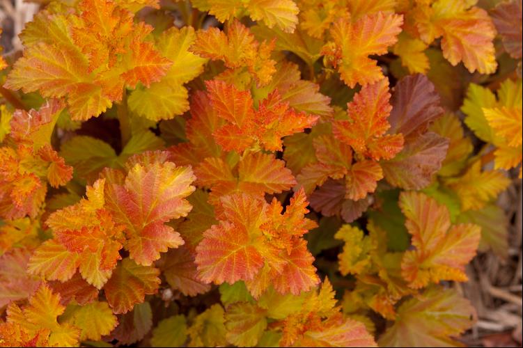 Amber Jubilee™ Ninebark (Physocarpus opulifolius 'Jefam') - 3 gallon 15"