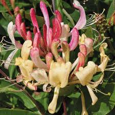 Peaches and Cream Honeysuckle (Lonicera periclymenum 'Inov 86') - 3 gallon