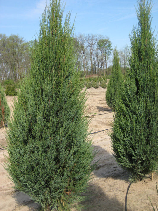 Skyrocket Juniper (Juniperus scopulorum 'Skyrocket') - 1 gallon 8"