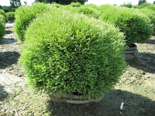 Mr. Bowling Ball™ Arborvitae (Thuja occidentalis 'Bobazam') - 3 gallon 12-15"