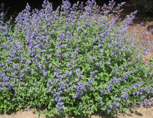 Walker's Low Catmint (Nepeta faassenii 'Walker's Low') - 1 gallon