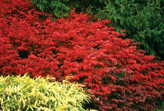Fire Ball® Burning Bush (Euonymus alatus 'Select') - 2 gallon 15"