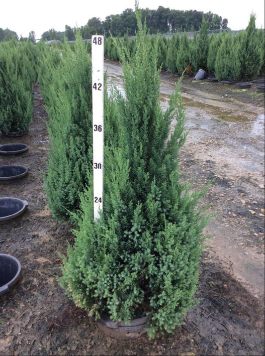 Blue Point Juniper (Juniperus chinensis 'Blue Point') - 1 gallon 12"