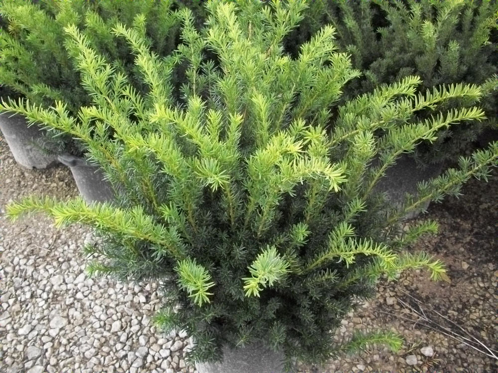 Densiformis Yew (Taxus x media 'Densiformis') - 3 gallon 10-12"