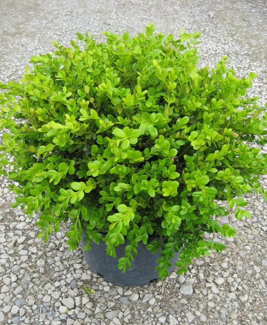 Winter Gem Boxwood (Buxus microphylla 'Winter Gem') - 1 gallon 8"