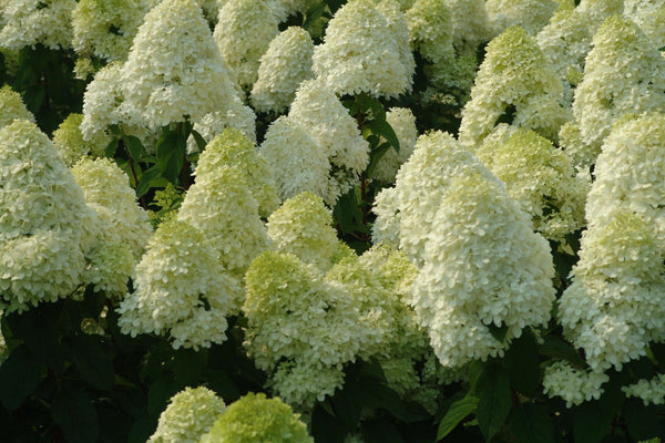 'Limelight' Panicle Hydrangea (Hydrangea paniculata 'Zwijnenburg') - 1 gallon