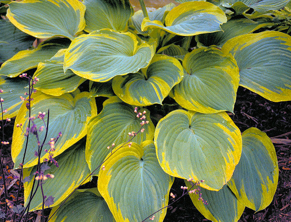 Earth Angel Plantain Lily (Hosta earth 'Earth Angel') - 1 gallon