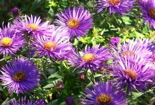Purple Dome Aster (Aster novi-belgii 'Purple Dome') - 1 gallon